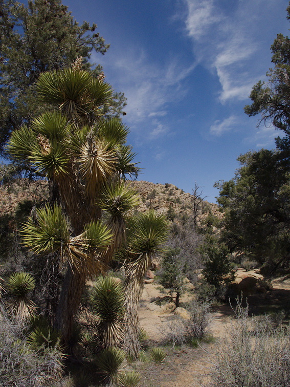 view-Pinyon-Joshua-woodland-rte18-Cactus-Springs-San-Bernardino-NF-2015-03-29-IMG 4719