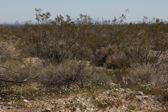 view-of-desert-area-creosote-bushes-N4-near-rte138-2015-03-30-IMG 0570