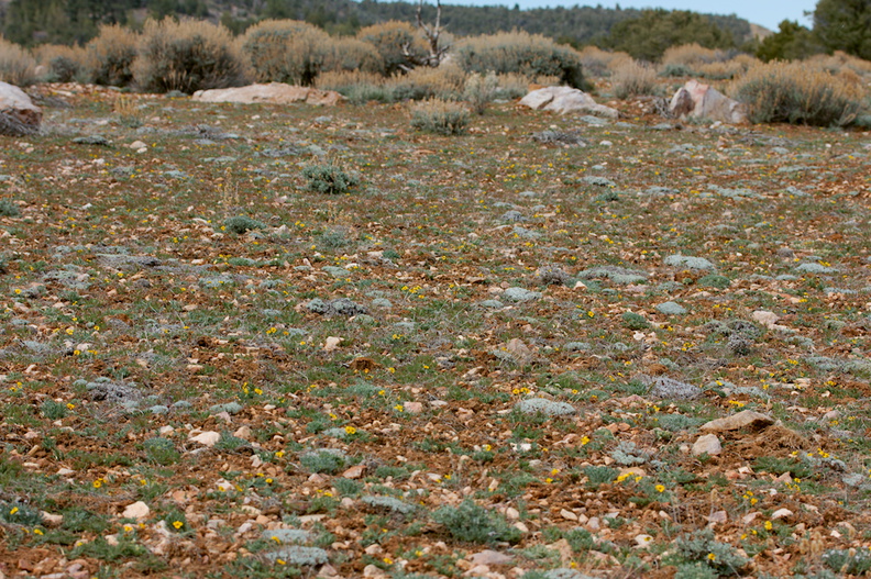 wildflowers-view-pebble-plain-rte18-Baldwin-Lake-Reserve-San-Bernardino-NF-2015-03-29-IMG_0526.jpg