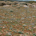 wildflowers-view-pebble-plain-rte18-Baldwin-Lake-Reserve-San-Bernardino-NF-2015-03-29-IMG 0526