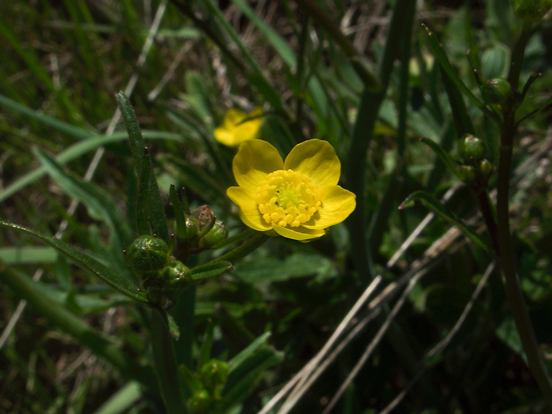 Caltha-palustris-marsh-marigold-vernal-pools-Santa-Rosa-Preserve-2011-03-16-IMG_7249.jpg
