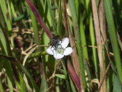 Gilia-sp-stellata-fly-pollinator-vernal-pools-Santa-Rosa-Preserve-2011-03-16-IMG 7236