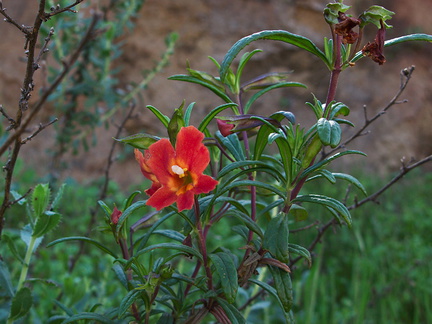 Mimulus-aurantiacus-red-form-monkeyflower-Hwy-78-Anza-Borrego-2011-03-16-IMG 7262