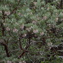 Arctostaphylos-viscida-mariposa-manzanita-near-Tunnel-View-Yosemite-2010-05-26-IMG 5814
