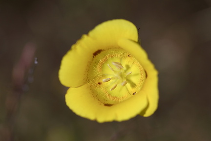 Calochortus-luteus-yellow-mariposa-lily-meadows-Hwy-120-W-of-Yosemite-2010-05-23-IMG 0787