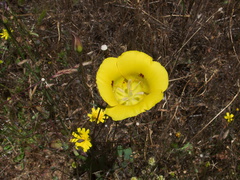Calochortus-luteus-yellow-mariposa-lily-meadows-Hwy-120-W-of-Yosemite-2010-05-23-IMG 5522