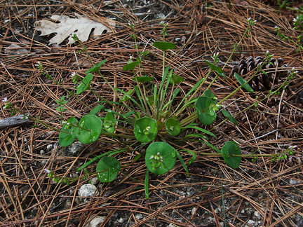 Claytonia-parviflora-miners-lettuce-Mirror-Lake-area-Yosemite-2010-05-26-IMG 5784