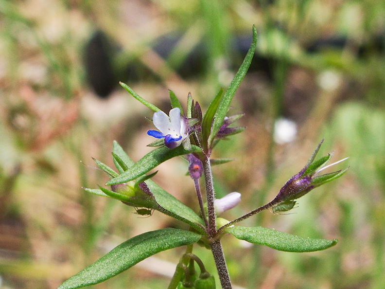 Collinsia-parviflora-blue-eyed-mary-Yosemite-Valley-2010-05-25-IMG 5727