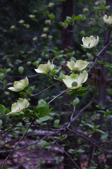 Cornus-sp-nuttallii-dogwood-Yosemite-Valley-2010-05-24-IMG 0837