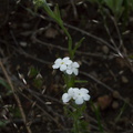 Cryptantha-sp-mariposae-in-meadow-Hwy41-leaving-Yosemite-2010-05-27-IMG_5917.jpg