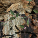 Lotus-purshianus-meadows-Hwy-120-W-of-Yosemite-2010-05-23-IMG 0815