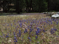Lupinus-bicolor-in-meadow-Hwy41-leaving-Yosemite-2010-05-27-IMG 5901