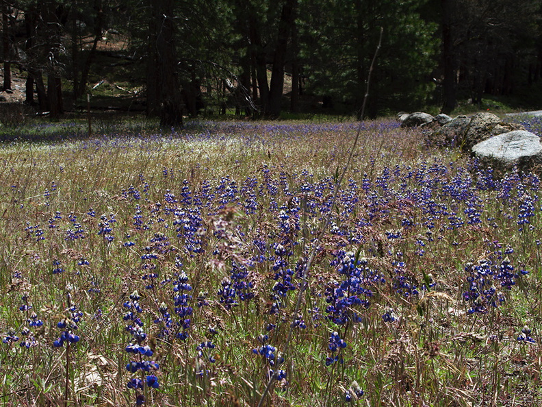 Lupinus-bicolor-in-meadow-Hwy41-leaving-Yosemite-2010-05-27-IMG_5901.jpg