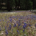 Lupinus-bicolor-in-meadow-Hwy41-leaving-Yosemite-2010-05-27-IMG 5901
