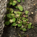 Mimulus-sp-primuloides-W-Yosemite-2010-05-23-IMG 5588