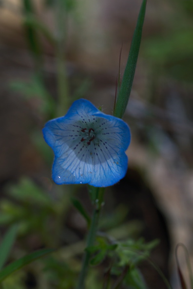 Nemophila-menziesii-baby-blue-eyes-Hwy-42-Yosemite-2010-05-27-IMG_1039.jpg