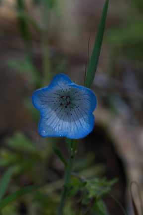 Nemophila-menziesii-baby-blue-eyes-Hwy-42-Yosemite-2010-05-27-IMG 1039