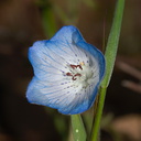 Nemophila-menziesii-baby-blue-eyes-Hwy-42-Yosemite-2010-05-27-IMG 1041