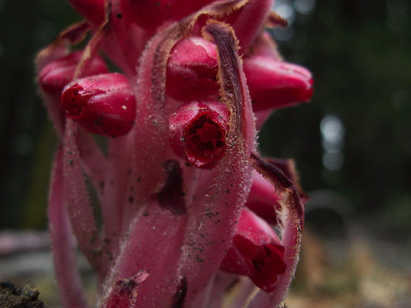 Sarcodes-sanguinea-snowplant-Hwy-41-leaving-Yosemite-2010-05-27-IMG 5947