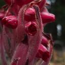 Sarcodes-sanguinea-snowplant-Hwy-41-leaving-Yosemite-2010-05-27-IMG 5947