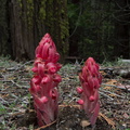 Sarcodes-sanguinea-snowplant-Hwy-41-leaving-Yosemite-2010-05-27-IMG_5951.jpg