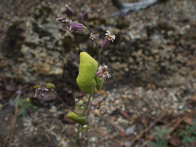 Streptanthus-tortuosus-shieldplant-growing-in-wet-rocks-W-Yosemite-2010-05-23-IMG 5589
