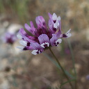 Trifolium-variegatum-white-tipped-clover-W-Yosemite-2010-05-23-IMG 5574