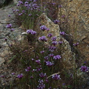 Trifolium-variegatum-white-tipped-clover-W-Yosemite-2010-05-23-IMG 5577