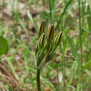 Triteleia-ixioides-golden-brodiaea-buds-Yosemite-Valley-2010-05-25-IMG 5723