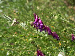 Vicia-sp-purple-vetch-W-Yosemite-2010-05-23-IMG 5542