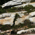 arctostaphylos-nevadensis-manzanita-in-rock-crevices-2007-08-05-img 4290
