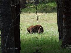 black-bear-and-two-cubs-Yosemite-2010-05-23-IMG 5594