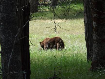 black-bear-and-two-cubs-Yosemite-2010-05-23-IMG 5594