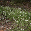 indet-white-5-merous-sympetalous-herb-near-Tunnel-View-Yosemite-2010-05-26-IMG 5826