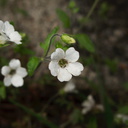 indet-white-5-merous-sympetalous-herb-near-Tunnel-View-Yosemite-2010-05-26-IMG 5830