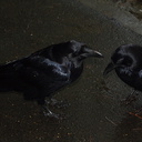 raven-pair-making-a-living-Yosemite-Valley-2010-05-26-IMG 0920