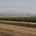field-of-bell-pepper-plants-2008-08-30-IMG 1262