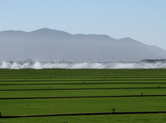 irrigating-sod-farm-2009-08-05-IMG 3260