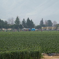 strawberry-field-workers-2010-02-04-IMG_3700.jpg