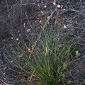 Chlorogalum-angustifolium-amole-Malibu-Bluffs-Park-2012-03-22-IMG_1475.jpg