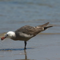Heermans-gull-Point-Dume-tide-pools-2012-07-02-IMG_5810.jpg