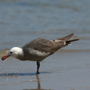 Heermans-gull-Point-Dume-tide-pools-2012-07-02-IMG 5810