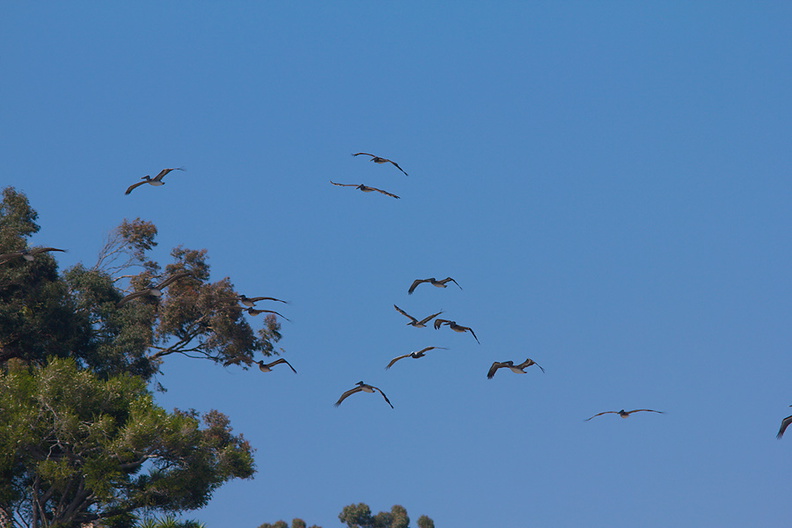 brown-pelicans-flying-Point-Dume-tide-pools-2012-07-02-IMG 5830