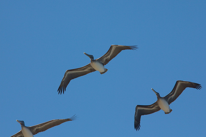 brown-pelicans-flying-Point-Dume-tide-pools-2012-07-02-IMG_5836.jpg