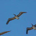 brown-pelicans-flying-Point-Dume-tide-pools-2012-07-02-IMG 5836