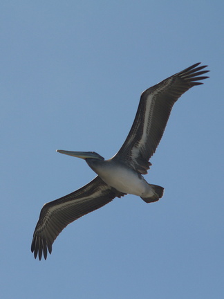 brown-pelicans-flying-Point-Dume-tide-pools-2012-07-02-IMG 5838