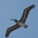 brown-pelicans-flying-Point-Dume-tide-pools-2012-07-02-IMG 5838