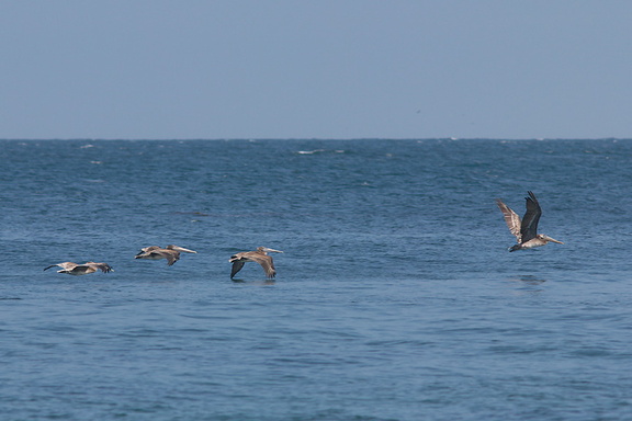 brown-pelicans-flying-Point-Dume-tide-pools-2012-07-02-IMG 5845