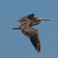 brown-pelicans-flying-Point-Dume-tide-pools-2012-07-02-IMG 5850
