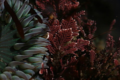 green-anemone-red-alga-Pt-Dume-Malibu-2007-12-23-img 5741